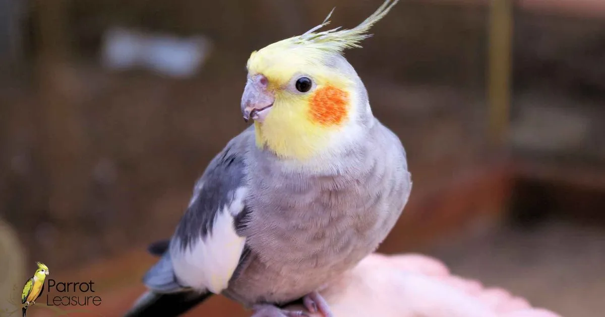 How to Get a Cockatiel Back into Its Cage