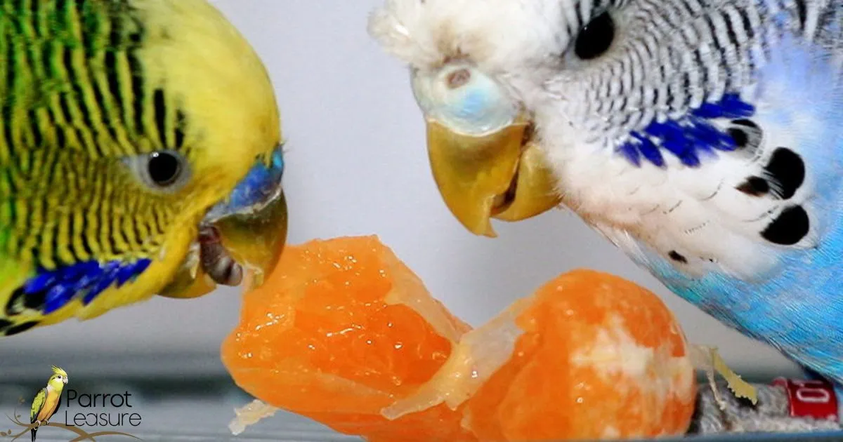 Can Cockatiels Eat Budgie Food