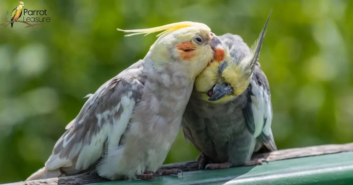 Can Cockatiels Talk 2 Tips to Get Your Cockatiels Talking