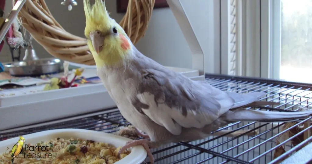 Cockatiel Care: Alternatives to Budgie Food