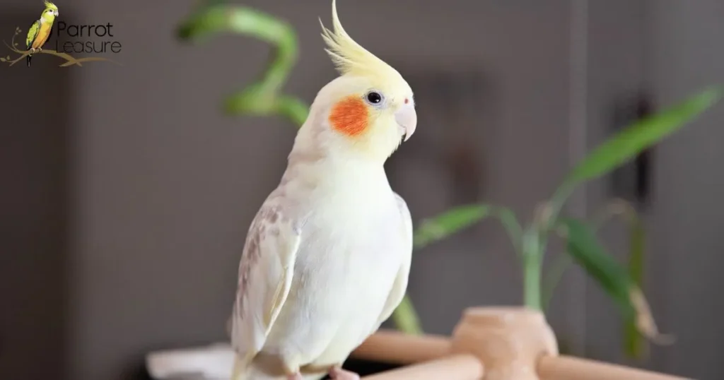 Cockatiel Checkups: What to Expect at the Vet