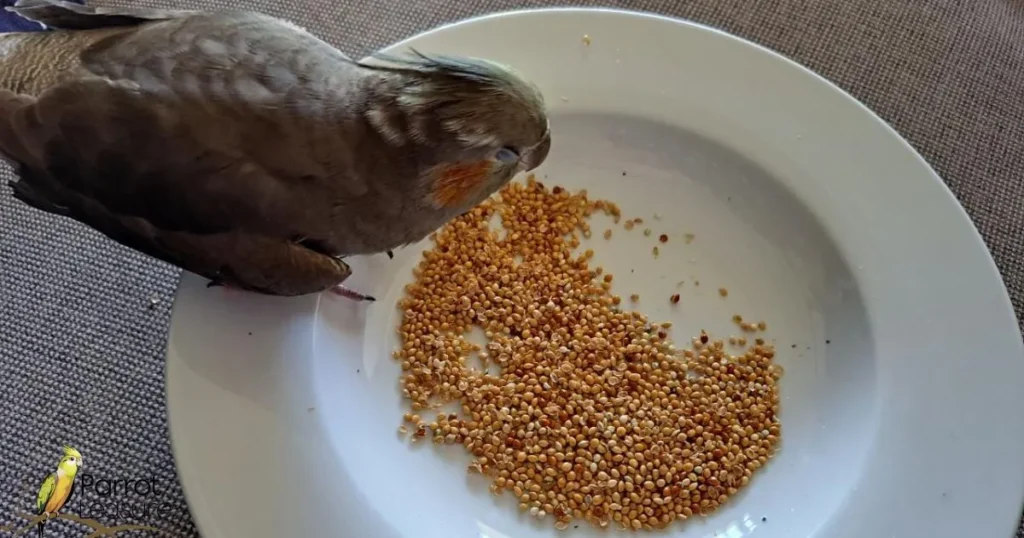 Cockatiel First Aid: Responding to Toxic Food Ingestion