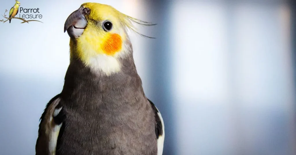 Cockatiel-Friendly Alternatives to Peanut Butter