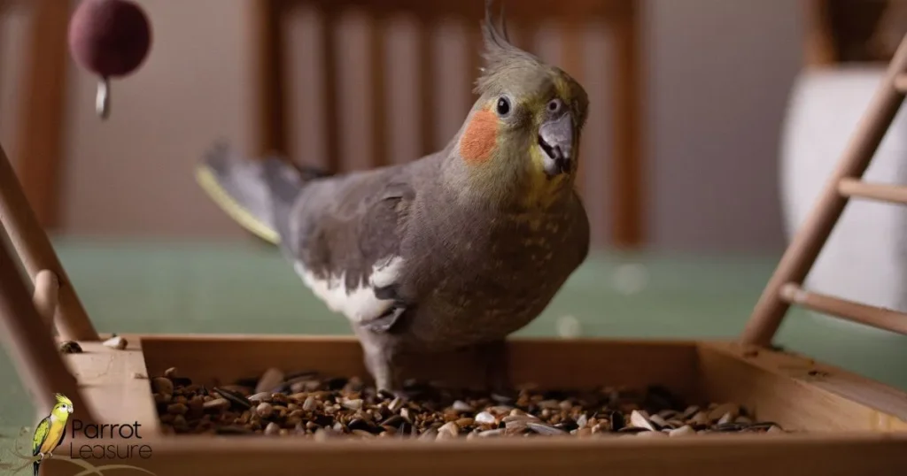 Cockatiel Genetics and Lifespan Correlation