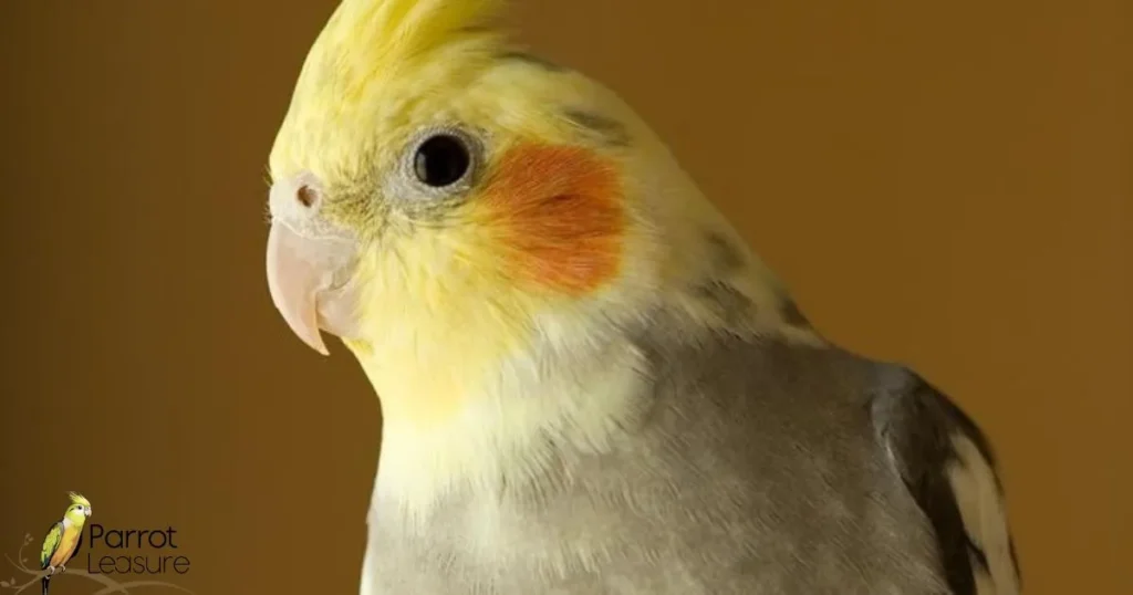 Cockatiel Lifespan Myths vs. Facts