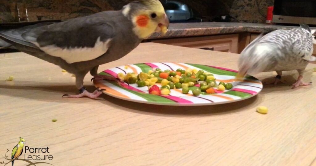 Common Household Foods: What Cockatiels Should Never Eat