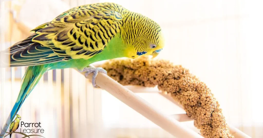 Essential Nutrients: Does Budgie Food Suffice for Cockatiels