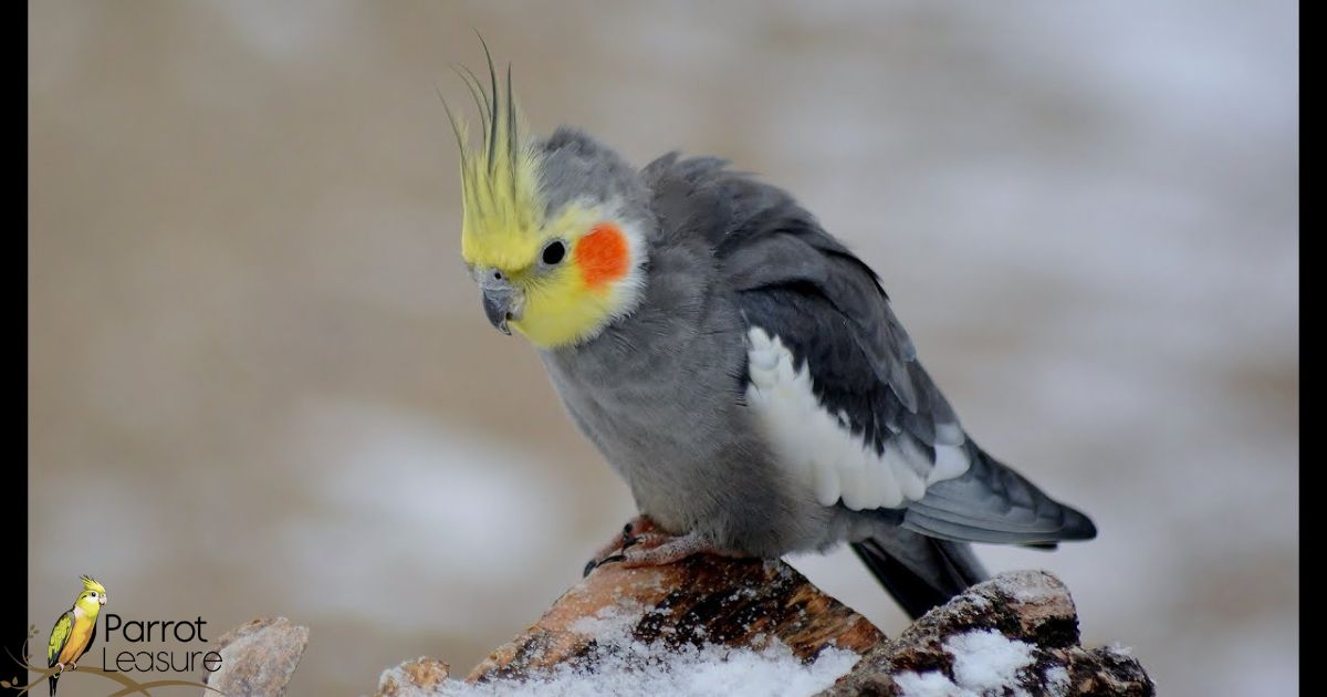 How long Do Cockatiels Live