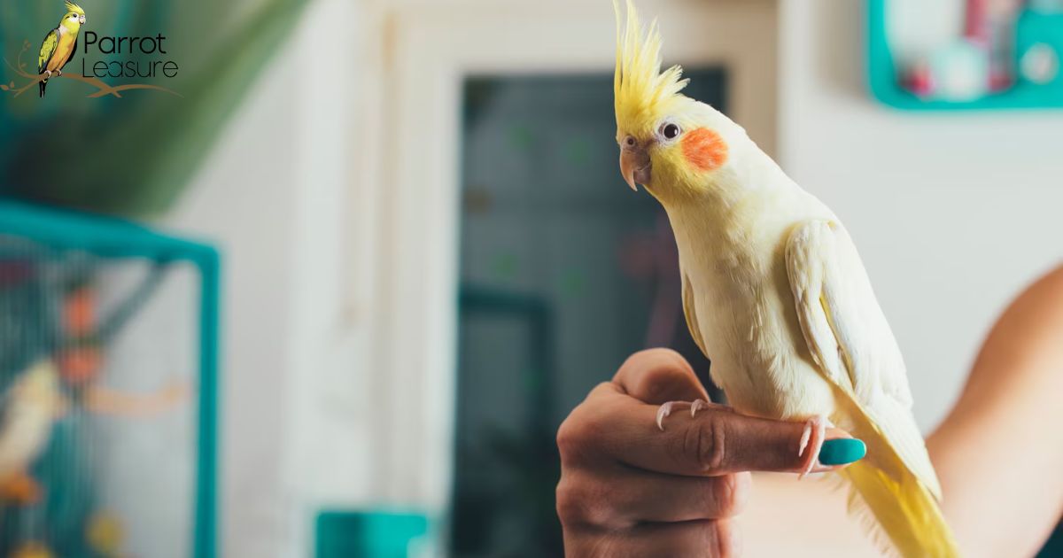 How Often Should a Cockatiel Go to the Vet Your Guide to Regular Vet Visits