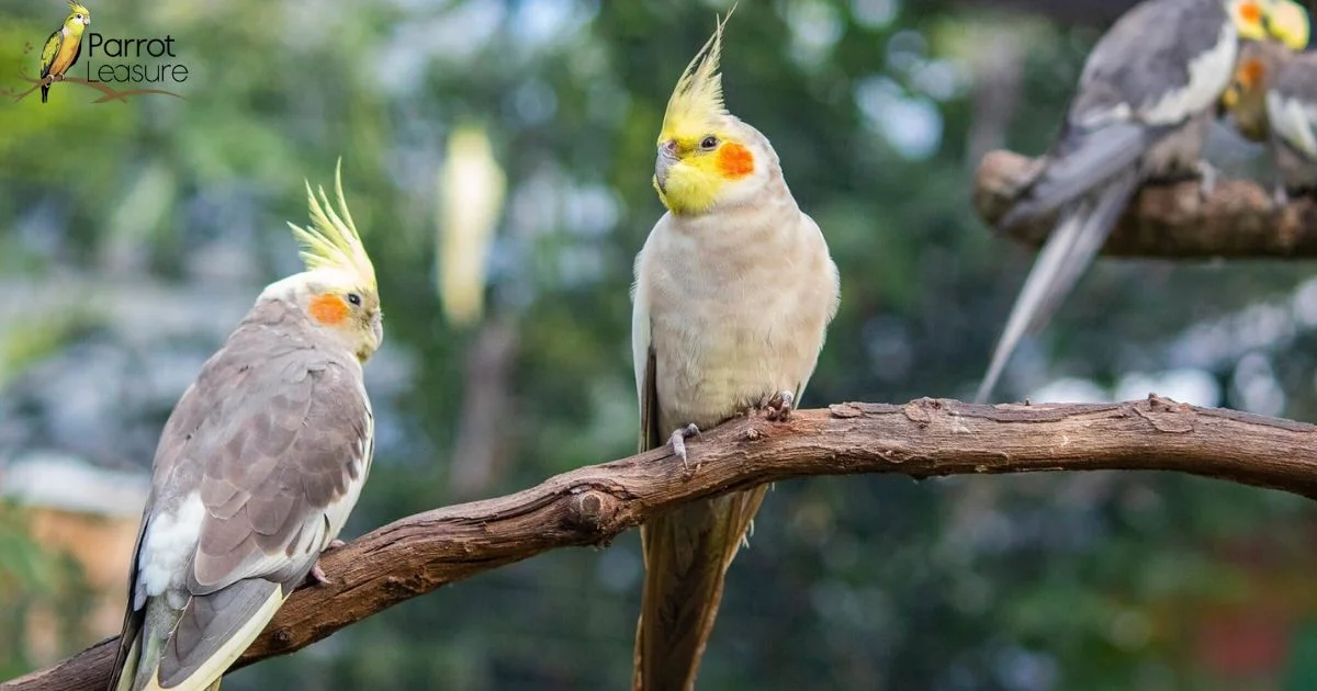 How to Calm a Stressed Cockatiel: Expert Advice