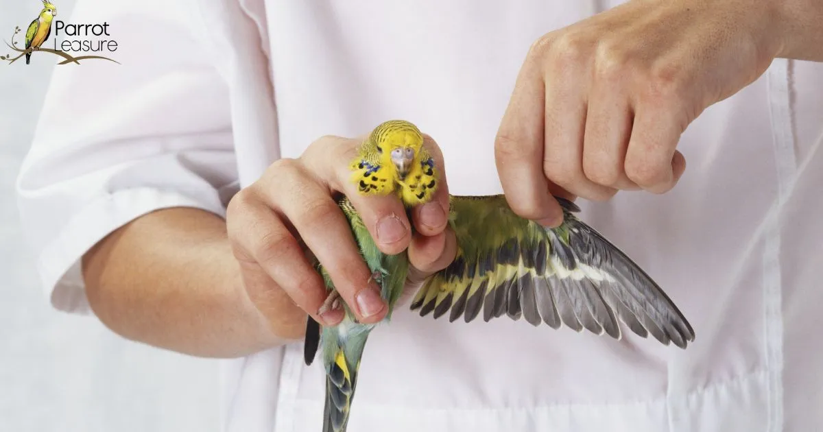 How to Clip a Cockatiel Nails: Guide to Stress-Free Grooming