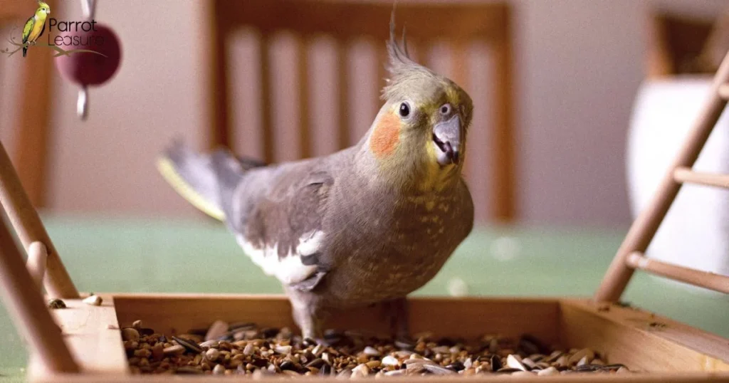 Mental Enrichment: Activities to Engage Your Cockatiel