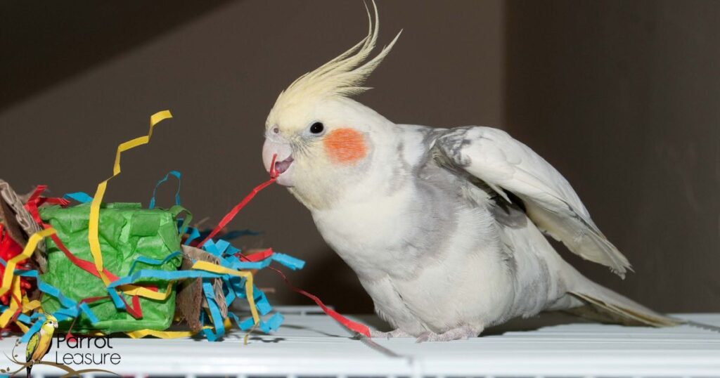 Recognizing Signs Your Cockatiel Needs a Vet