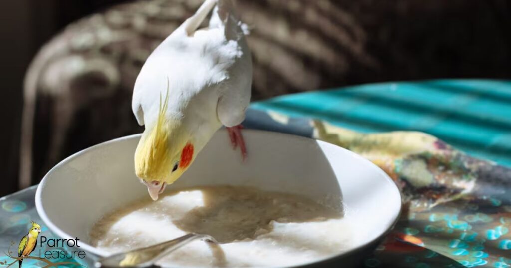 Safe Alternatives: Healthy Treats for Your Cockatiel