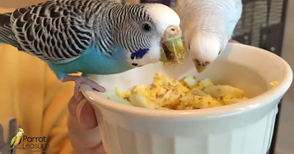 Safe Practices: Introducing Budgie Food to Cockatiels