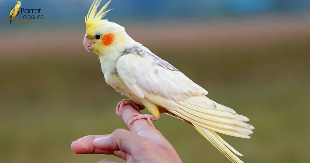 Training Your Cockatiel: Techniques for Stress Reduction