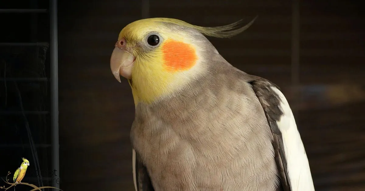 What Foods Are Toxic to Cockatiels