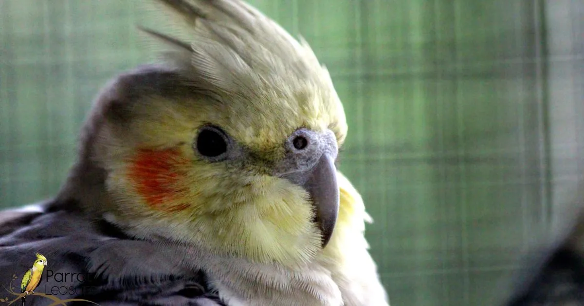 Why Is My Cockatiel Losing Feathers