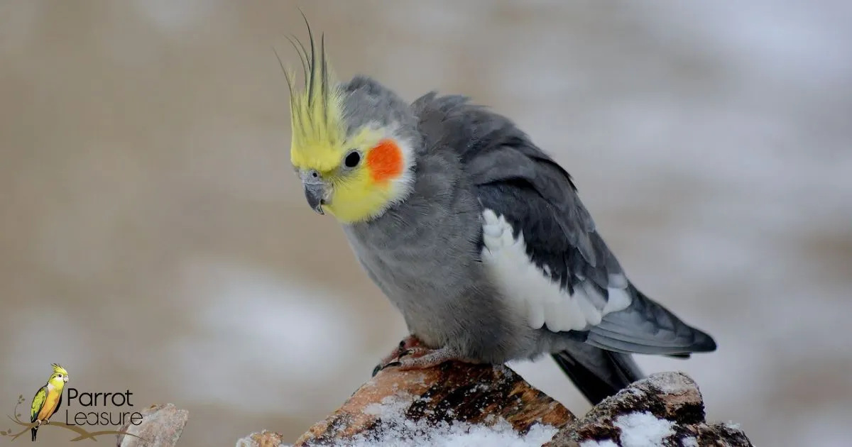 How long do Cockatiels live in captivity