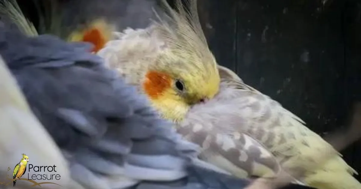 How Do Cockatiels Sleep?