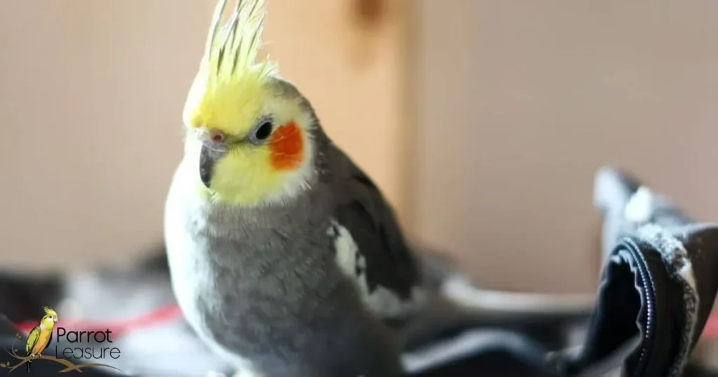 Signs Your Cockatiel Is Starting to Molt