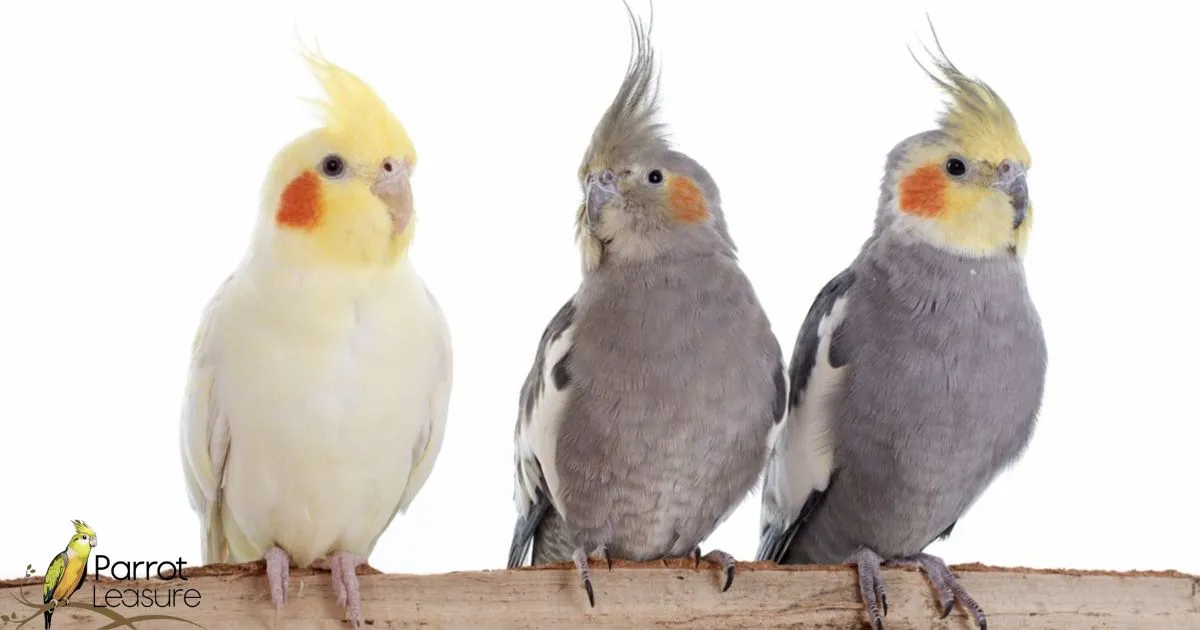 What Types of Cockatiel Mutations Are There