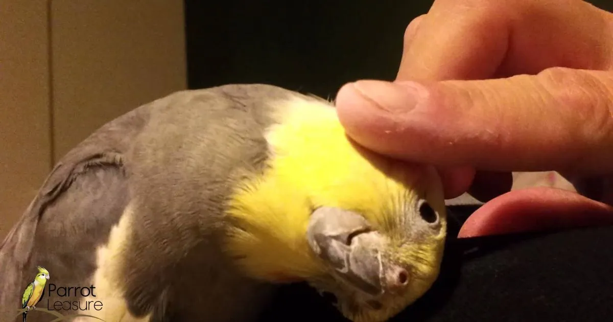 When Do Cockatiels Molt