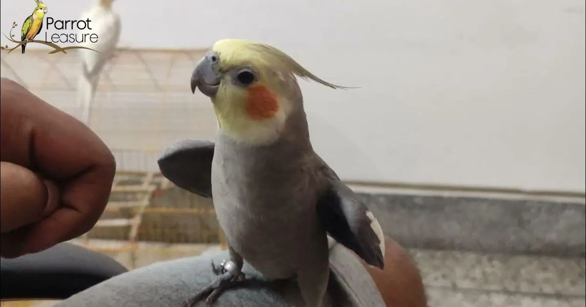 Why Do Cockatiels Hiss