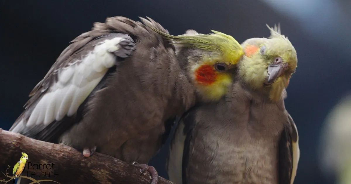 Will My Cockatiels Feathers Grow Back