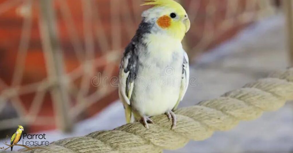 Cockatiel Compatibility: Are They Right for Your Household