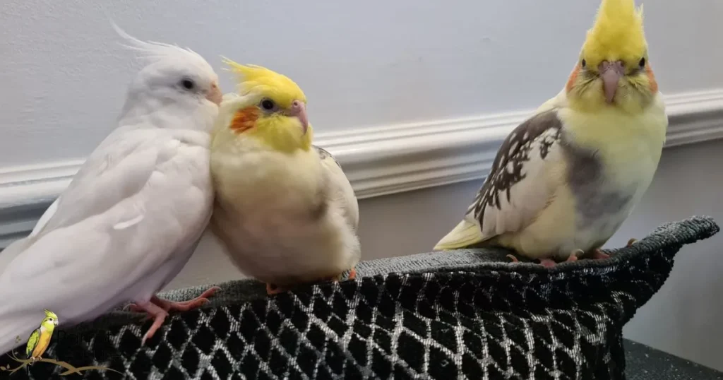 Creating a Harmonious Environment for Multiple Cockatiels