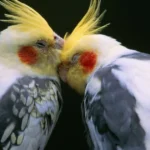 How Cockatiels Show Affection to Each Other (And to You!)