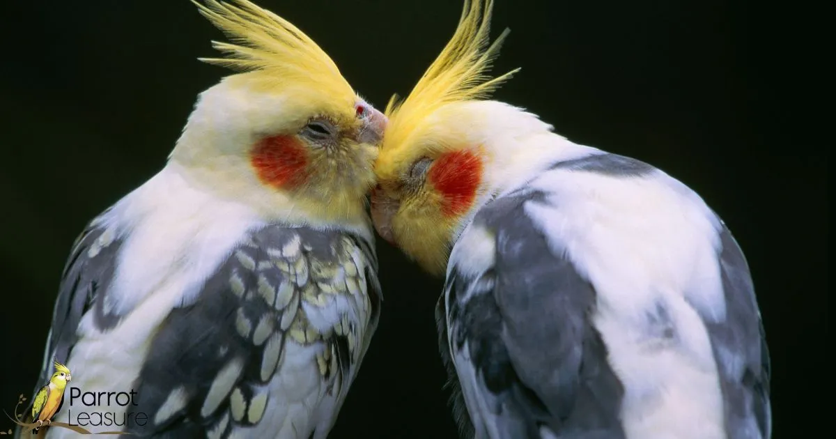 How Cockatiels Show Affection to Each Other (And to You!)