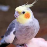 How Do You Select Your Cockatiel