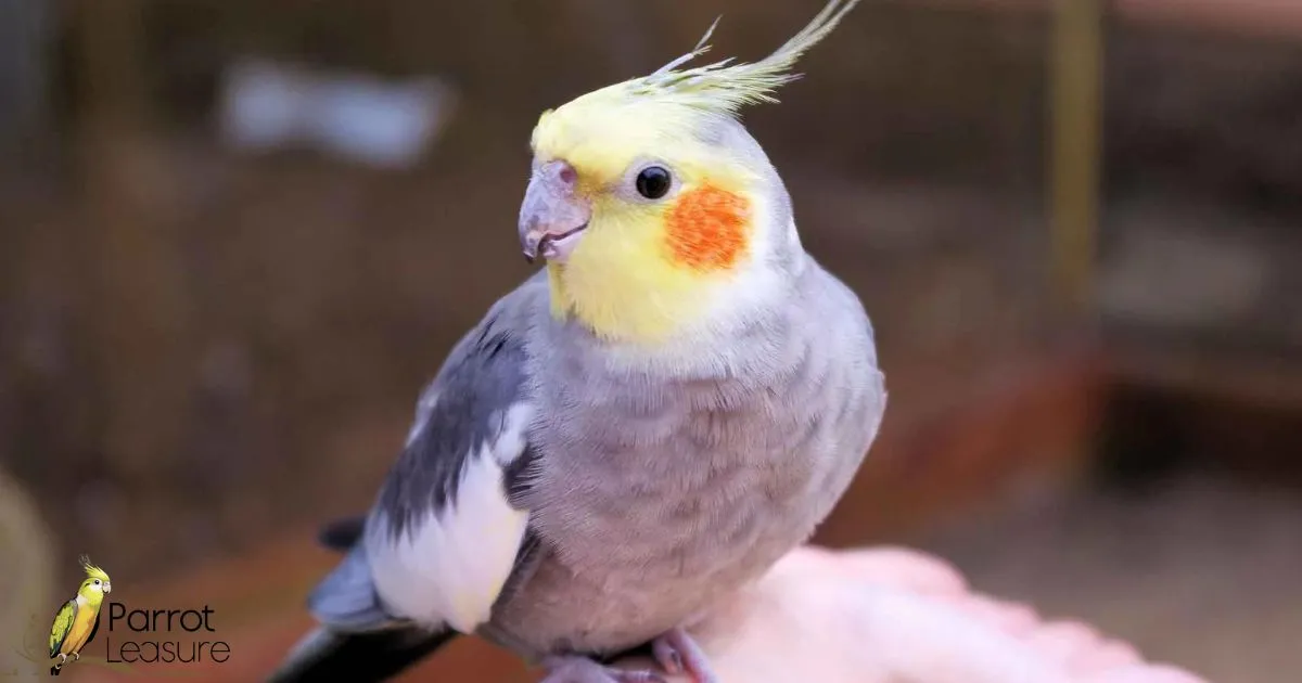 How Do You Select Your Cockatiel