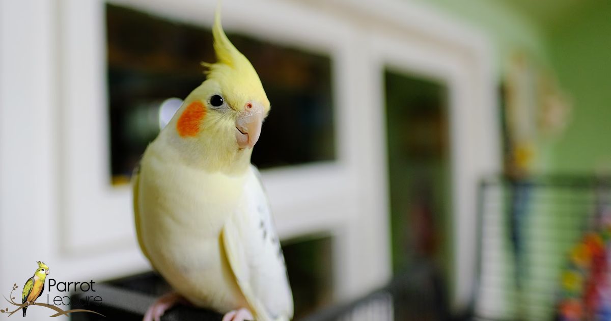 Is a Cockatiel a Good Pet