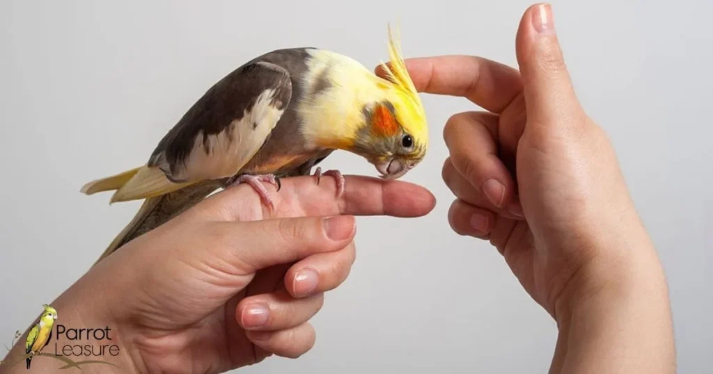 Promoting Positive Interactions Between Cockatiels