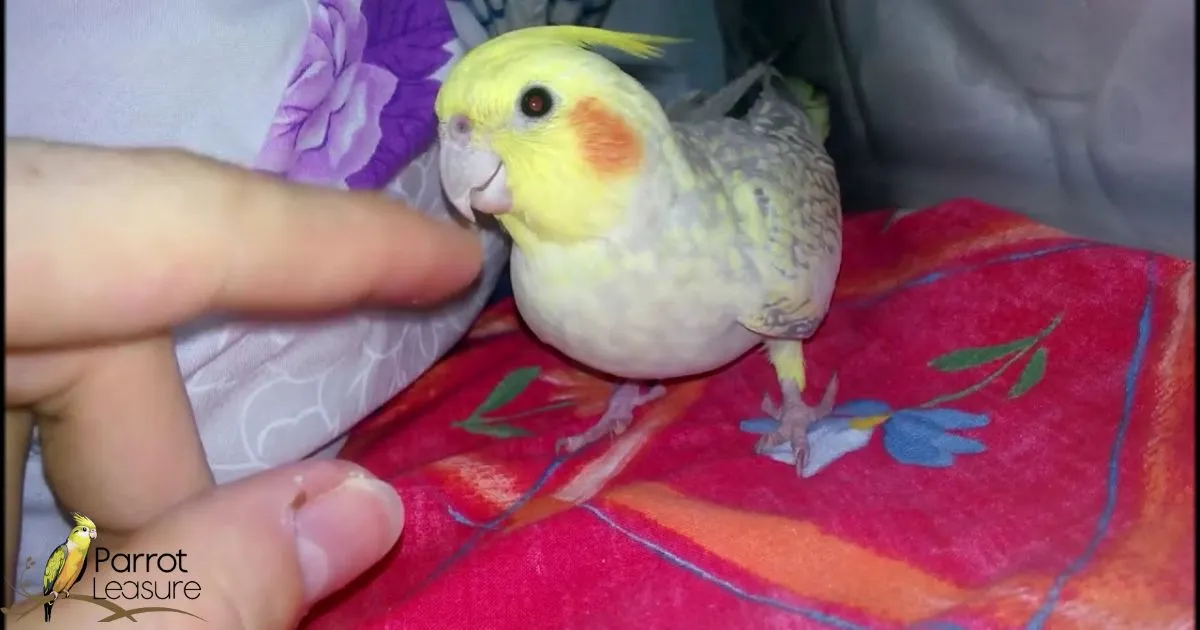 What to Do if Your Cockatiel Bites You