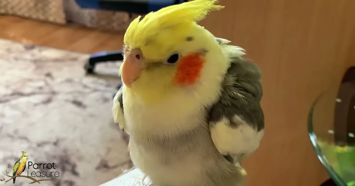 What To Do When You First Bring Your Cockatiel Home